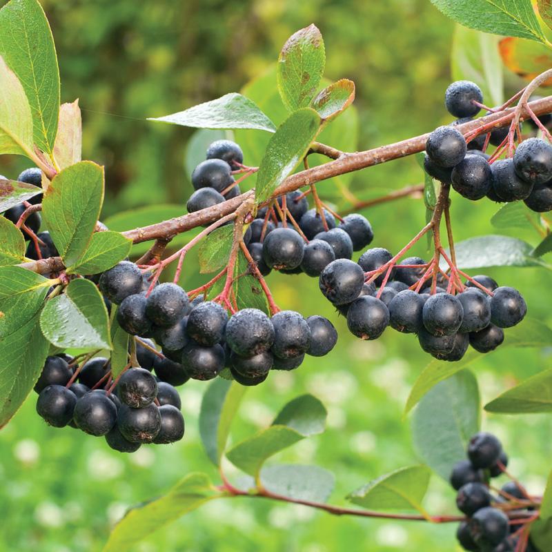 (AUDIO) Aronia, arbustul cu fructe-minune