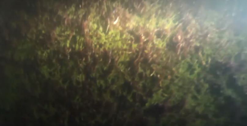 Vietăţile care stau la baza formării nămolului sapropelic din Lacul Techirghiol