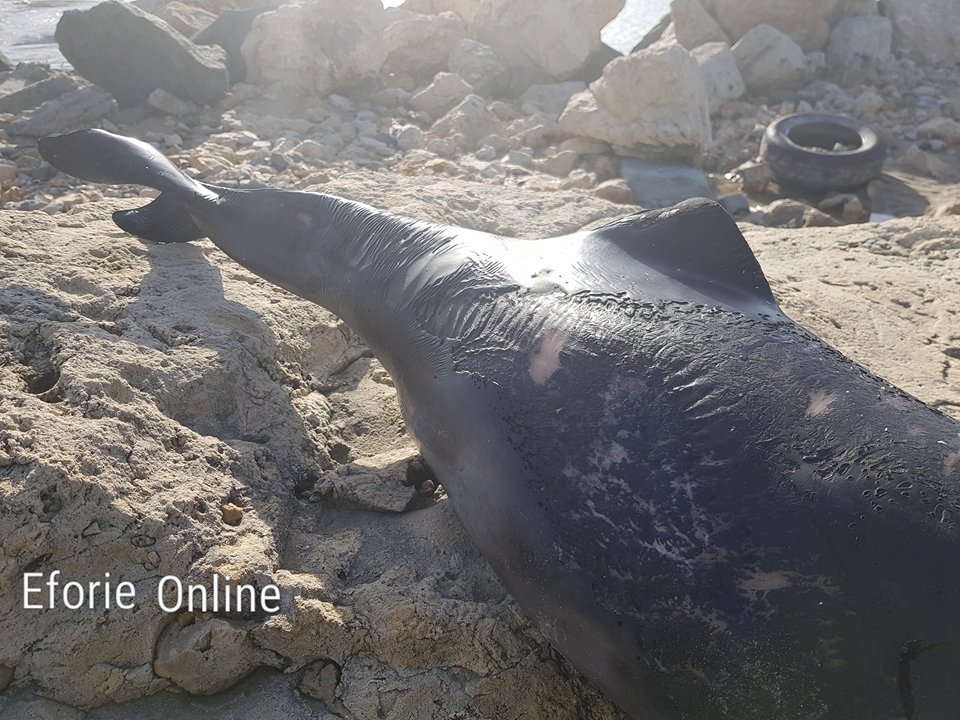 FOTO/ VIDEO: Pui de delfin, eșuat la Eforie Sud