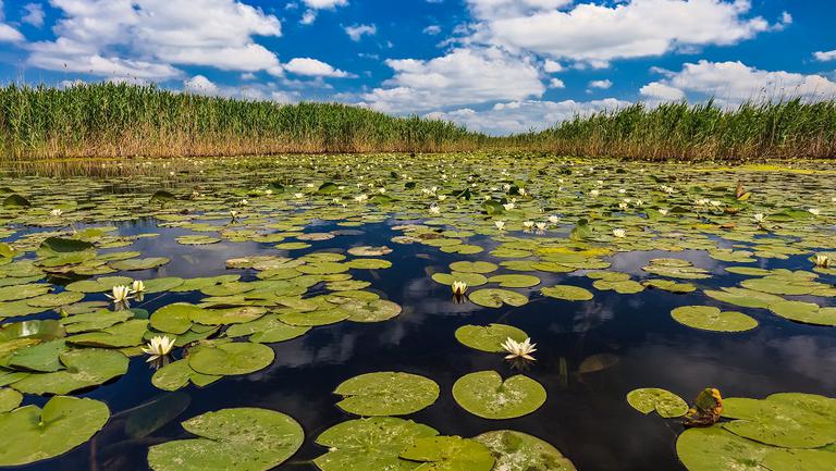 Delta Dunării, la un click distanță. Poate fi explorată virtual, în aplicația Google Maps!