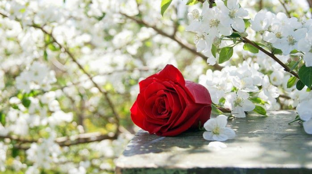 Aproape un milion și jumătate de români îşi serbează onomastica de Florii