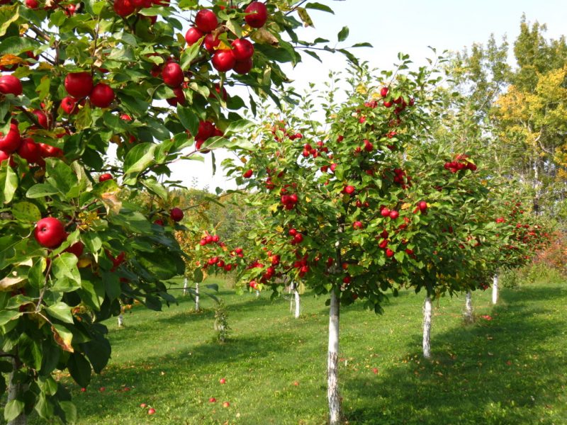 Schimbările climatice vin la pachet cu noi provocări pentru agricultorii dobrogeni