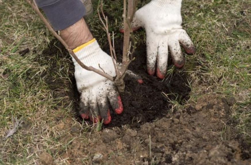 Secrete privind viitorii pomi fructiferi pe care ni-i dorim în grădină