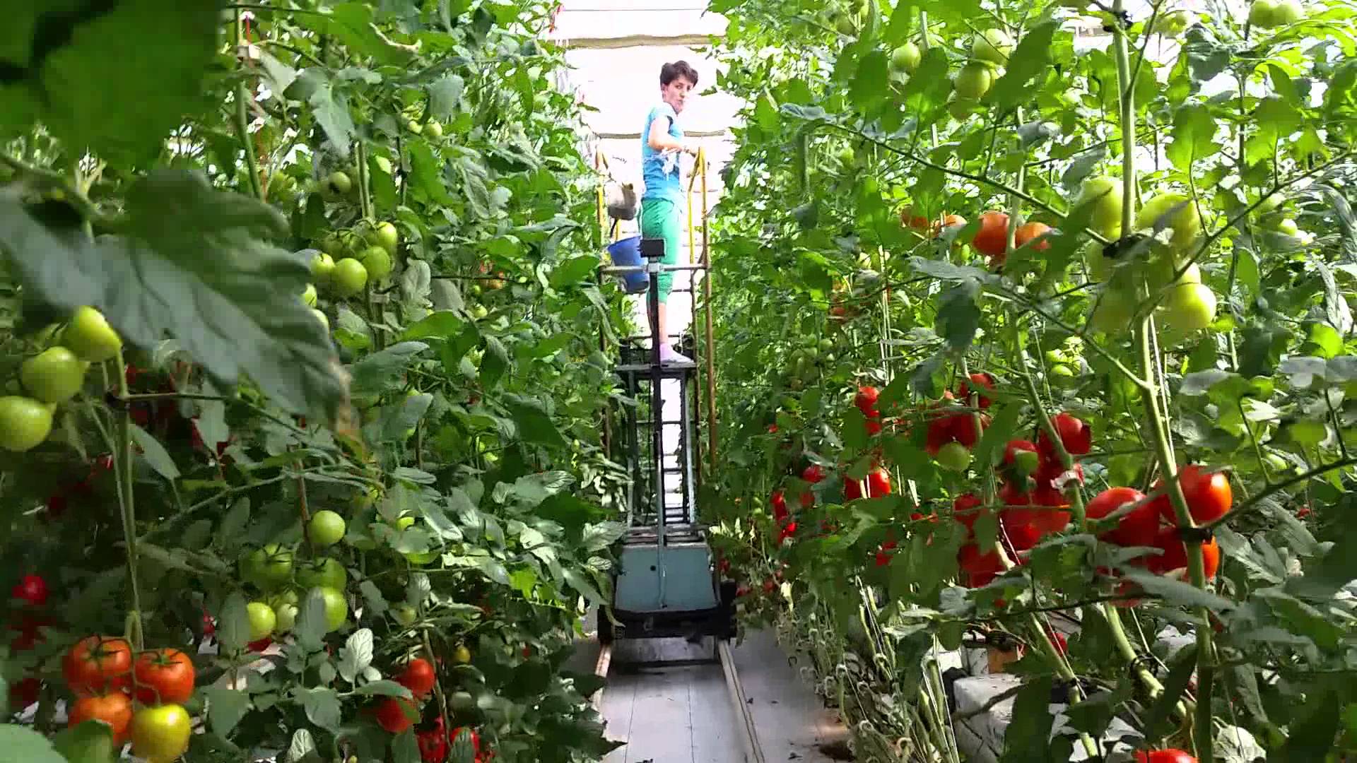 Ajutorul de minimis pentru cultivarea de tomate în spații protejate suscită un mare interes la Constanța