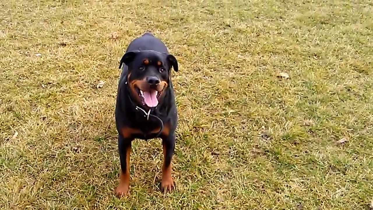 Constănțeancă amendată de Poliția Locală pentru că a ieșit la plimbare cu rottweilerul fără botniță