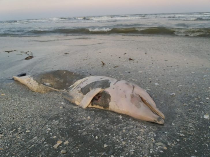 VIDEO/FOTO: Furtuna a adus pe plaja din Sulina mai mulți delfini morţi