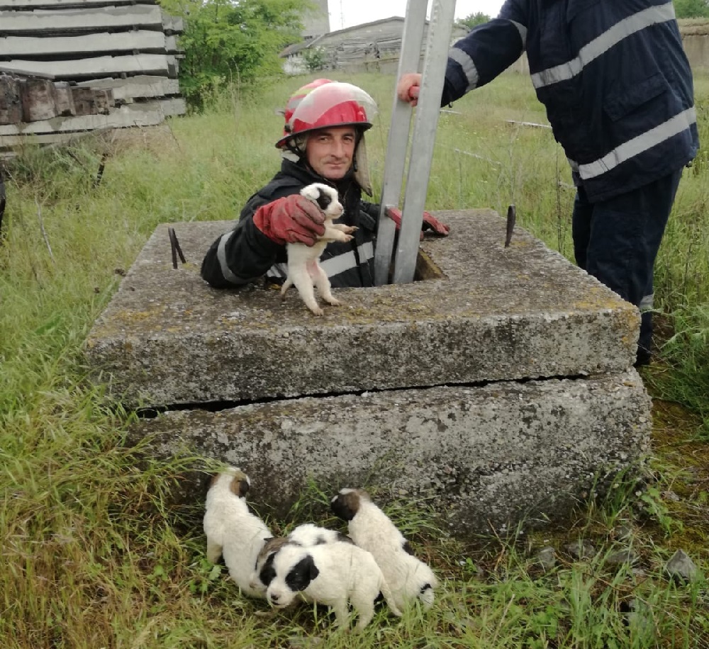 Județul TULCEA: Cinci cățeluși au fost salvați de pompieri dintr-o canalizare