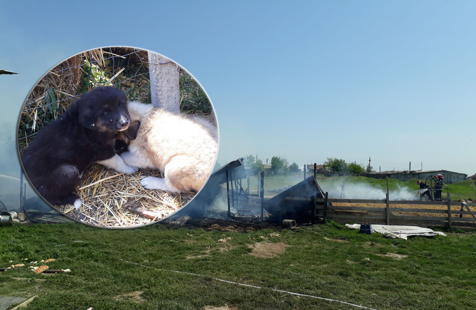 Doi căței, salvați dintr-un incendiu la Valea Dacilor (foto+video)