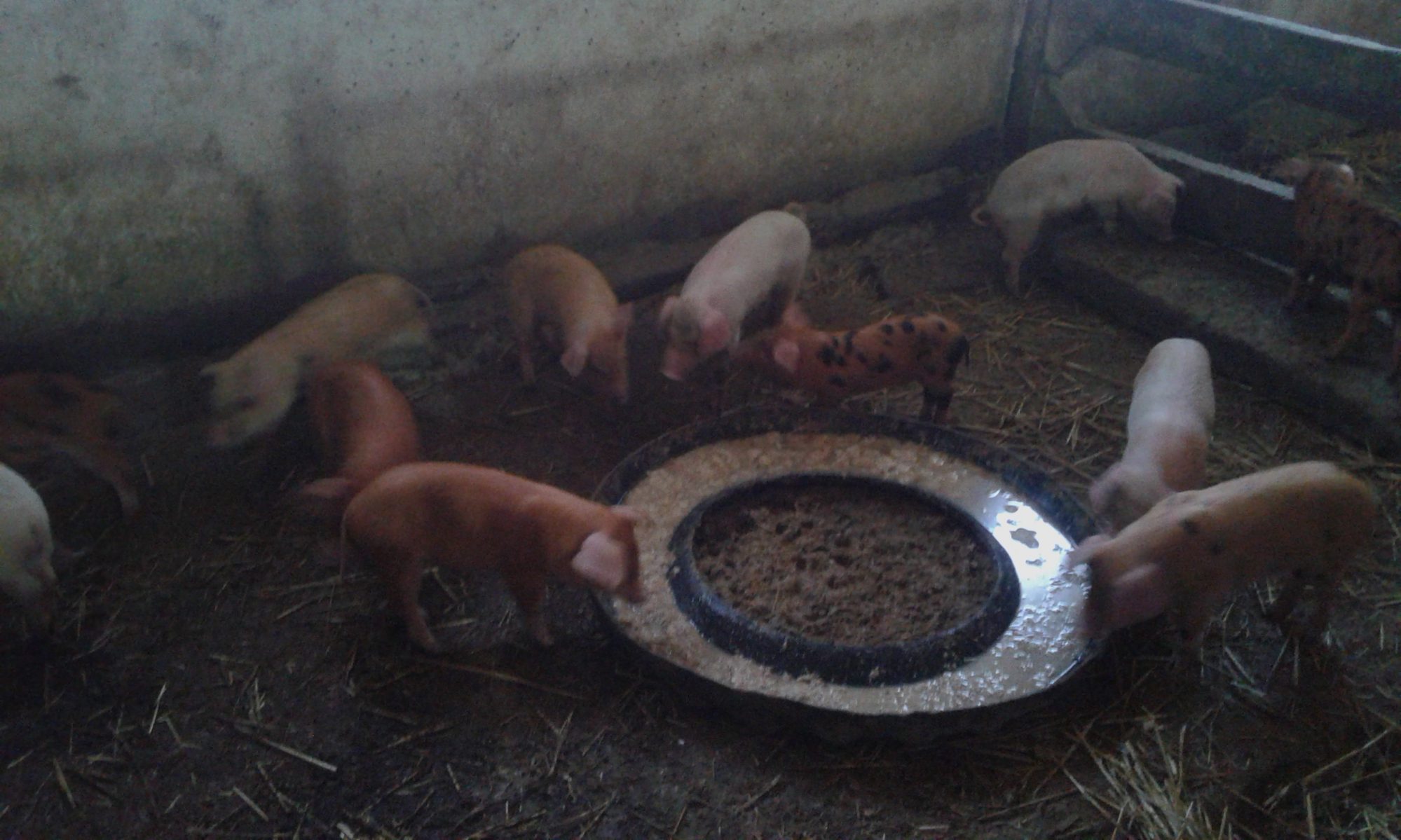 Deschiderea sesiunii de sprijin pentru fermierii mici, așteptată din aprilie, se amână pentru luna septembrie