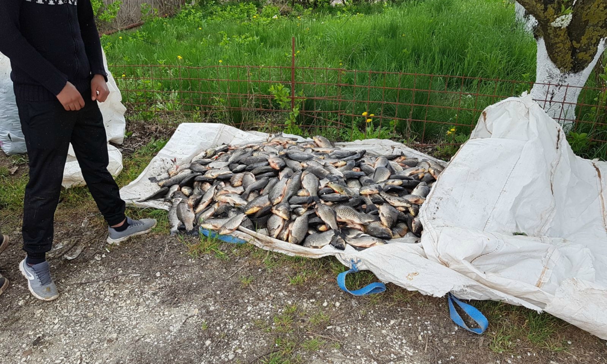 Peste 160 kg de peşte provenit din braconaj, confiscate de Garda de Coastă