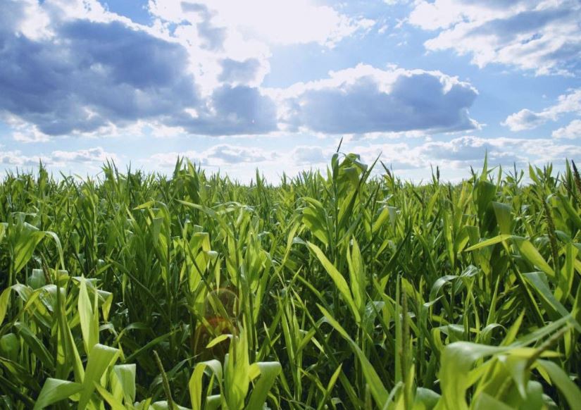 50 de producători și reprezentanți ai instituțiilor agricole constănțene, prezenți la Conferința Națională a Agricultorilor