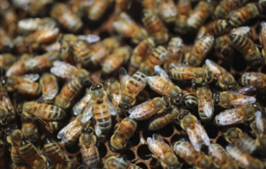 UPDATE – Județul CONSTANȚA: Oameni atacați de un roi de albine agresive