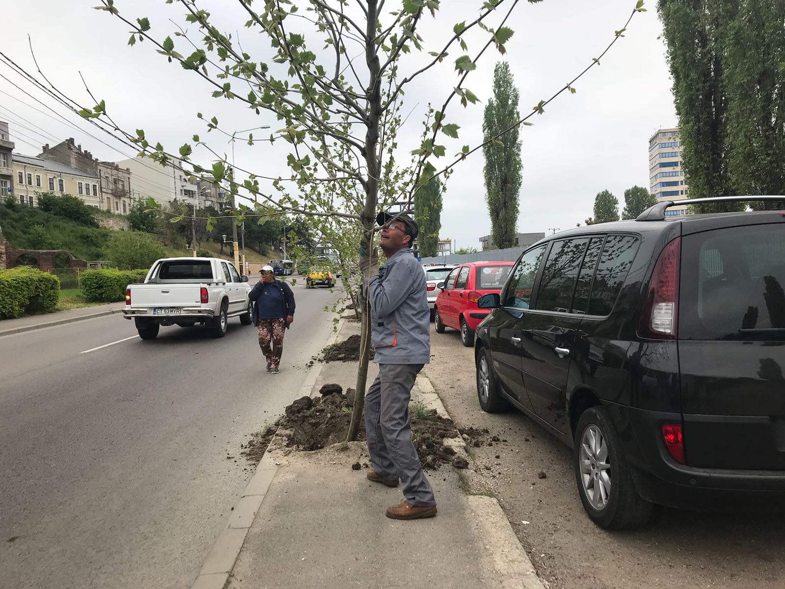 Mai mulți platani de pe Valea Portului au fost transplantați pe bulevardul Aurel Vlaicu