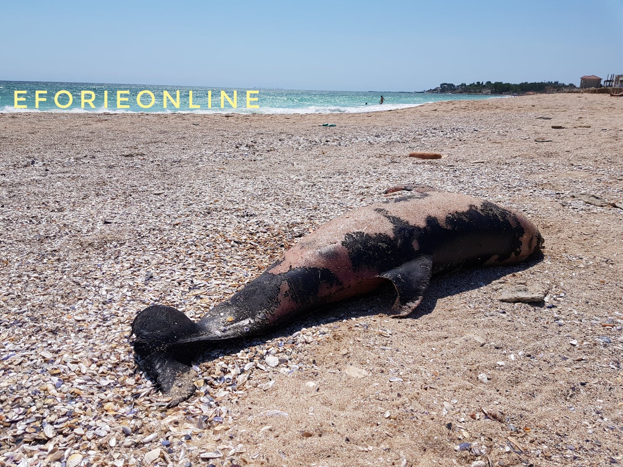 Delfin mort pe plaja de la Eforie (foto+video)