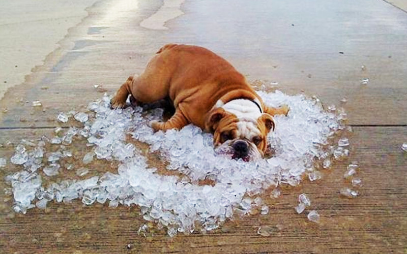 Temperaturi la limita caniculei, zilele acestea, în Dobrogea