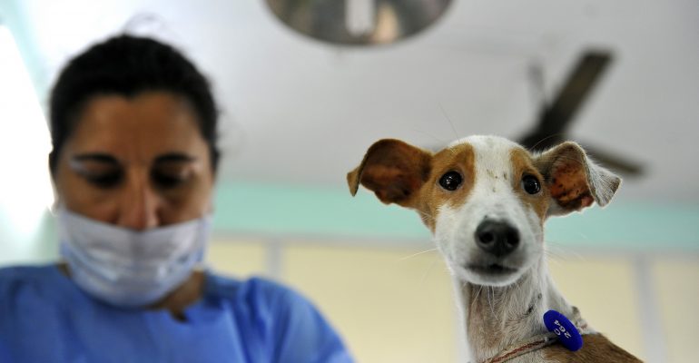 Campanie de sterilizare a câinilor comunitari la Agigea