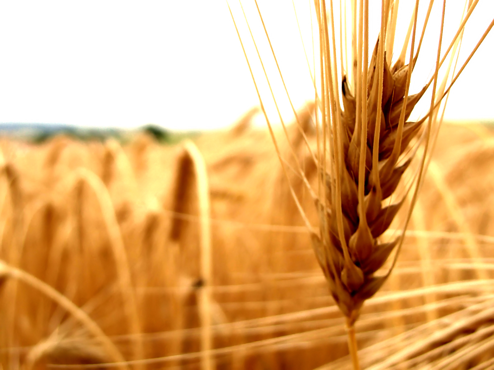 Încurajarea înființării formelor asociative, o necesitate pentru dezvoltarea sectorului agricol la nivel local