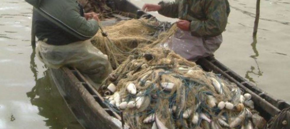 Se va relua pescuitul comercial în Delta Dunării