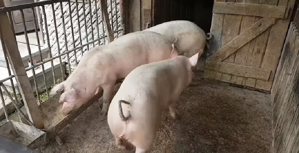 TULCEA: Virusul pestei porcine africane, adus în România pe calea apei