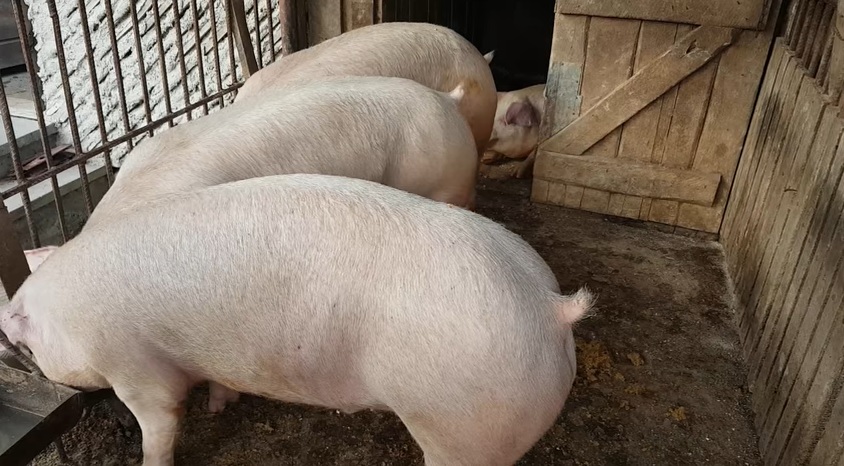 TULCEA: Zeci de focare de pestă porcină africană confirmate. S-au instituit filtre la ieşirile din municipiu şi la trecerea cu bacul