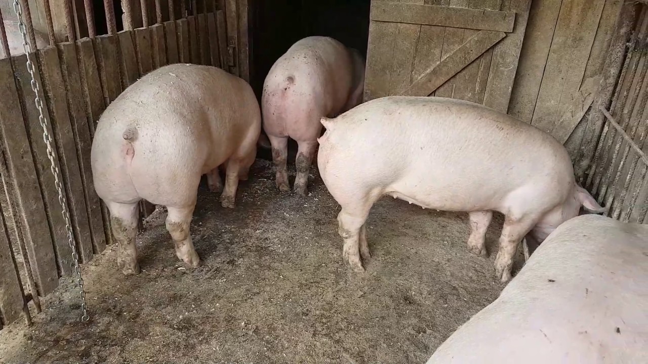 TULCEA: Animale eutanasiate din cauza pestei porcine africane