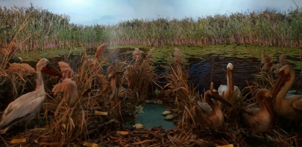 Centrul Muzeal Eco-Turistic din Tulcea aduce vizitatotii mai aproape de Deltă