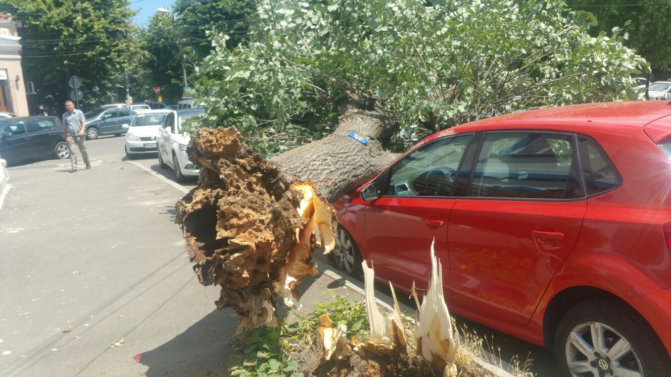Constanța: Un copac s-a prăbușit peste două mașini (foto)