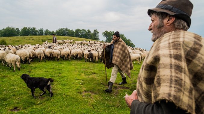 TULCEA: Sancţiuni de până la 80.000 de lei pentru crescătorii de animale care nu-i angajează pe ciobani cu forme legale