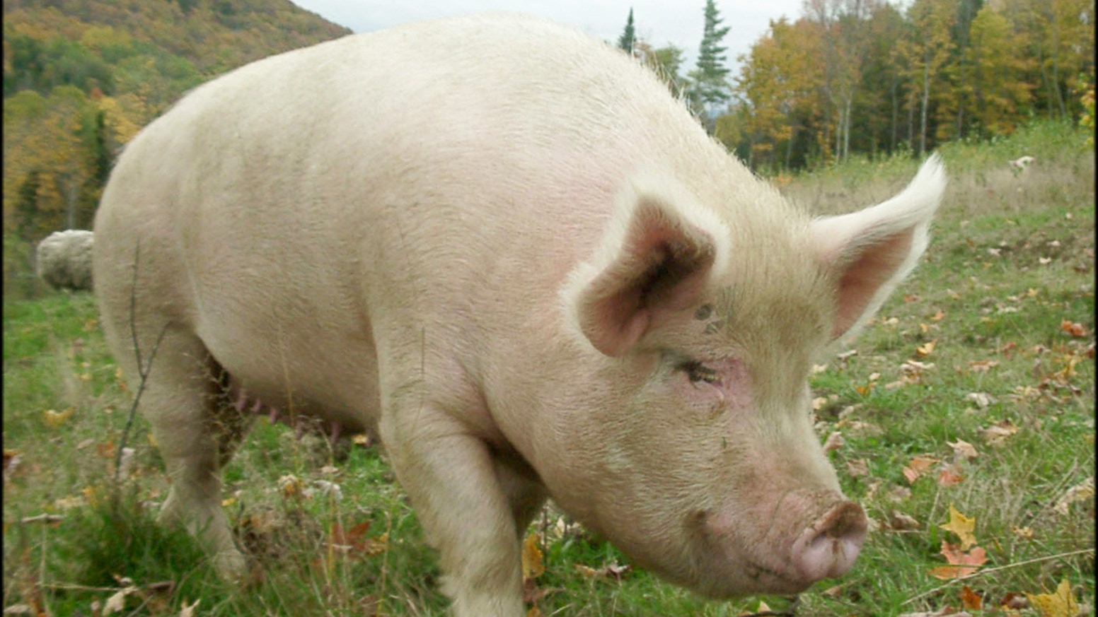 Noi focare de pestă porcină, confirmate în județul Constanța