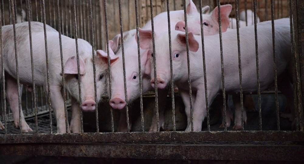 Locuitorii unui sat învecinat un focar de pestă porcină africană, refuză predarea porcilor