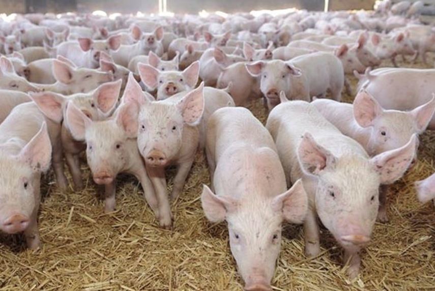 Judeţul TULCEA: Virusul pestei porcine, confirmat la un al doilea mare complex de creştere a porcilor