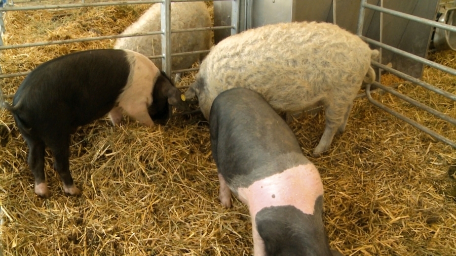 Schema de ajutor destinată crescătorilor de porci din rasele Bazna/Mangaliţa, deschisă permanent pentru înscriere