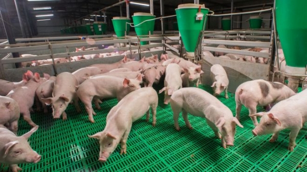 Pestă porcină în România | Disponibilizări la Carniprod Tulcea, după sacrificarea a peste 20.000 de porci