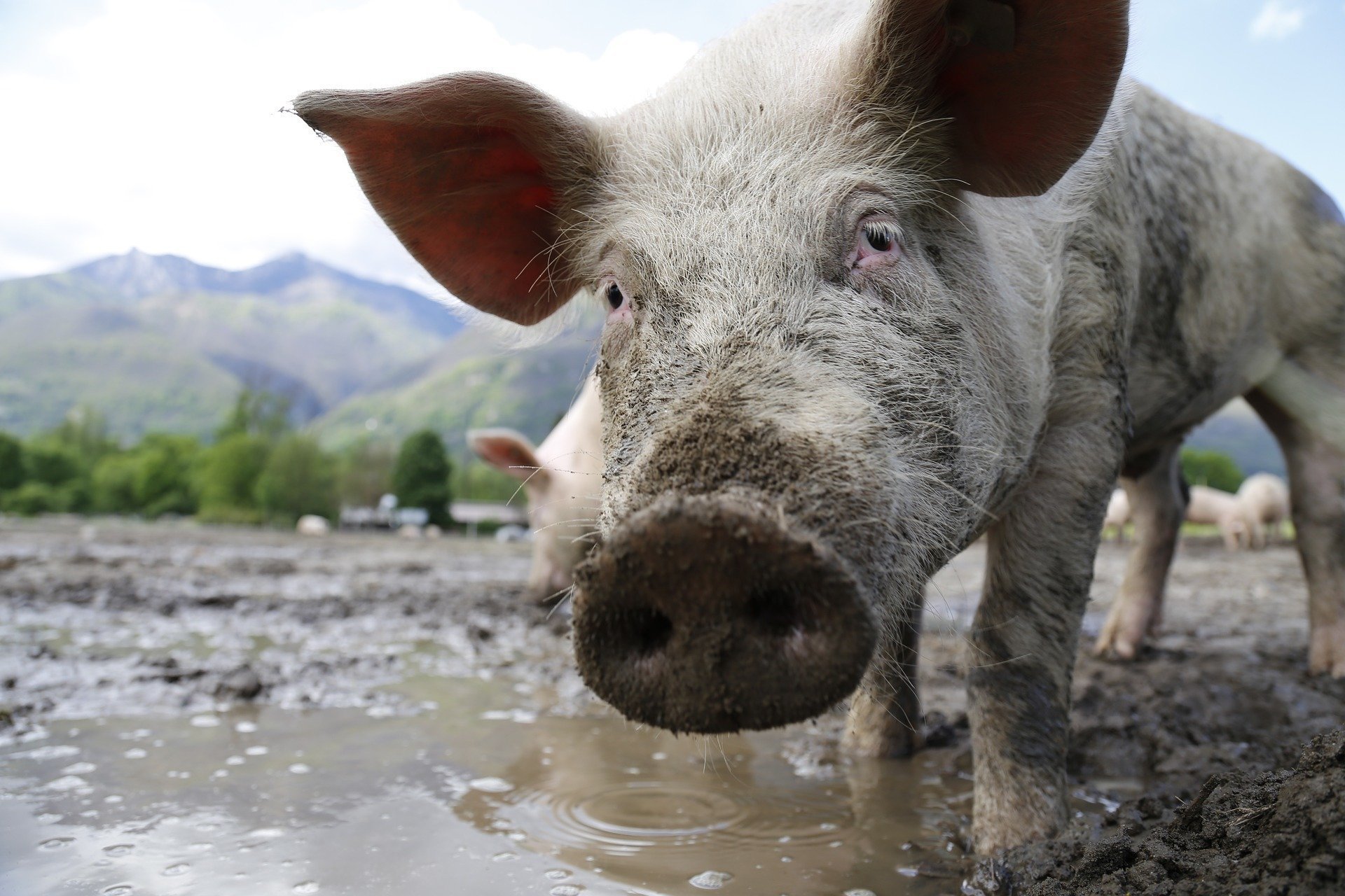 Noi focare de pestă porcină africană la granița județului Constanța