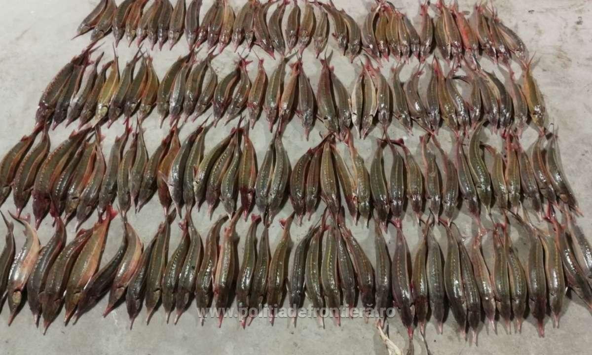 TULCEA: 40 de kilograme de sturion – confiscate de poliţiştii de frontieră