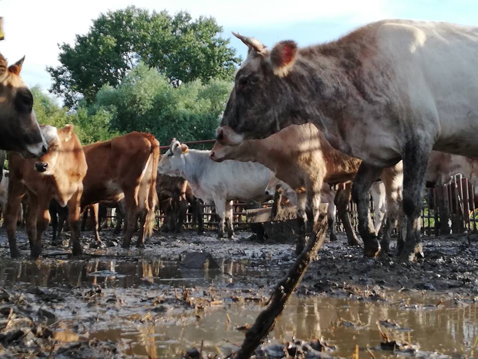 TULCEA | Continuă saga vitelor închise în oborul comunal de la Pardina. Conflictul dintre primar şi localnici, departe de a fi stins
