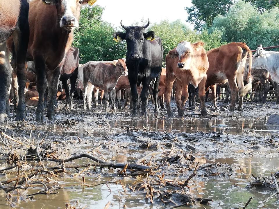 O sută de vaci confiscate la Pardina, în județul Tulcea. Ce explicație dă primarul? (FOTO+ VIDEO)