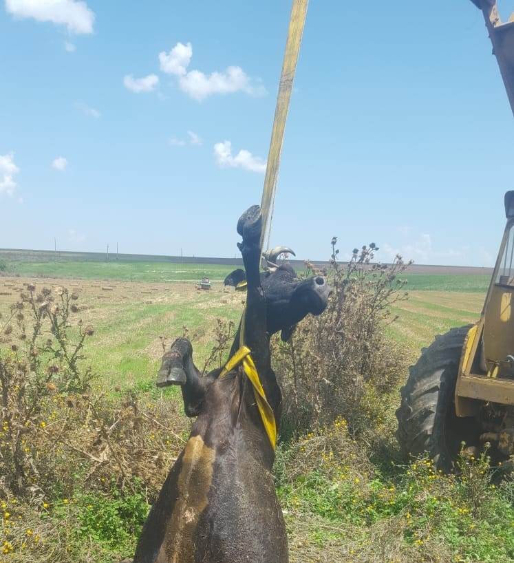 TULCEA: Bovină salvată de pompieri dintr-o fântână adâncă de 6 metri!