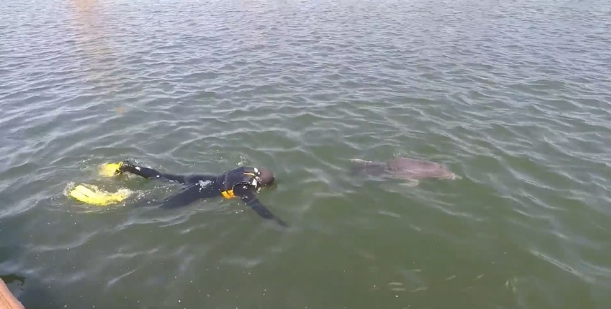 VIDEO – Portul Constanţa: Delfin salvat dintr-o plasă pescărească