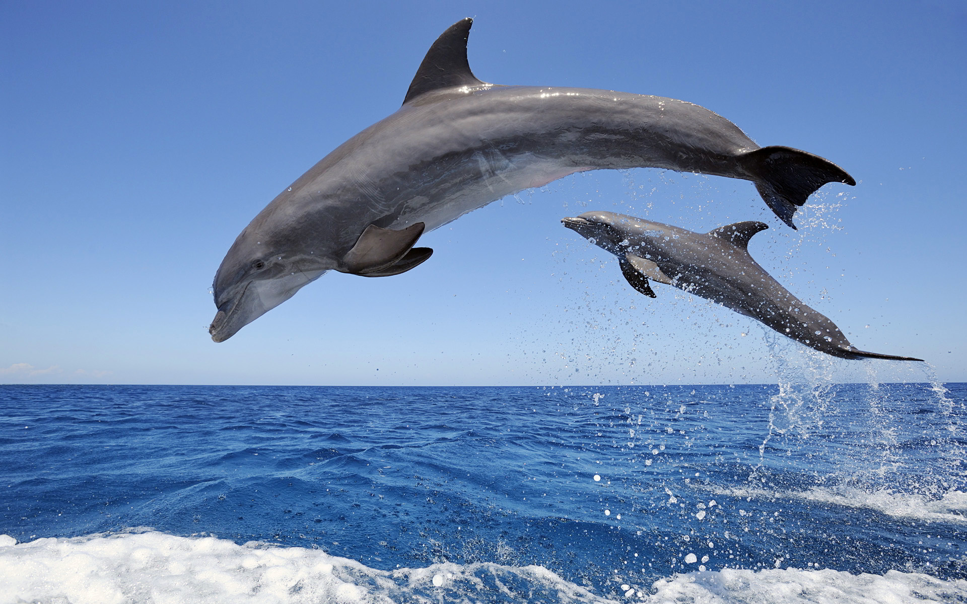 Idee inedită lansată de ONG Mare Nostrum: „De Crăciun, adoptă un delfin!“