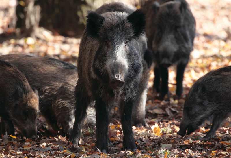Măsură extremă privind mistreţii din Dobrogea, după ce sute de focare de pestă porcină africană au fost confirmate la Constanţa şi Tulcea