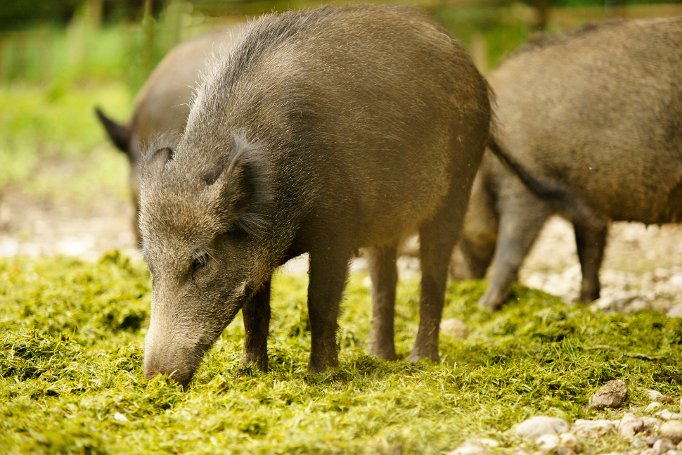 TULCEA: Mistreți capturați pentru prevenirea extinderii pestei porcine africane