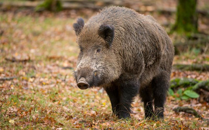 PESTĂ PORCINĂ la Constanța: Bărbat AMENDAT după ce a anunțat pe internet că vinde carne de mistreț