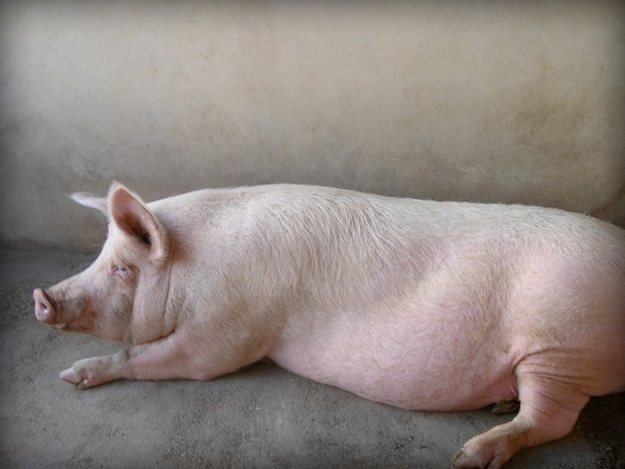 A început sacrificarea porcilor din gospodăriile de la Seimenii Mici