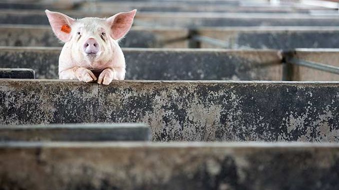 DSVSA: Situația actualizată a evoluției peste porcine africane în județul Constanța. Virusul, confirmat în 25 de localități