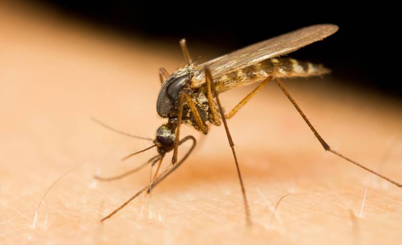 Cinci cazuri de West Nile confirmate la Constanța. Prefectura cere autorităților locale să ia măsuri privind dezinsecția