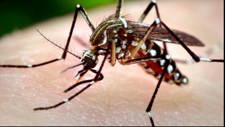 Prezența virusului West Nile, confirmată în toate cele 5 cazuri de meningoencefalită diagnosticate la Constanța