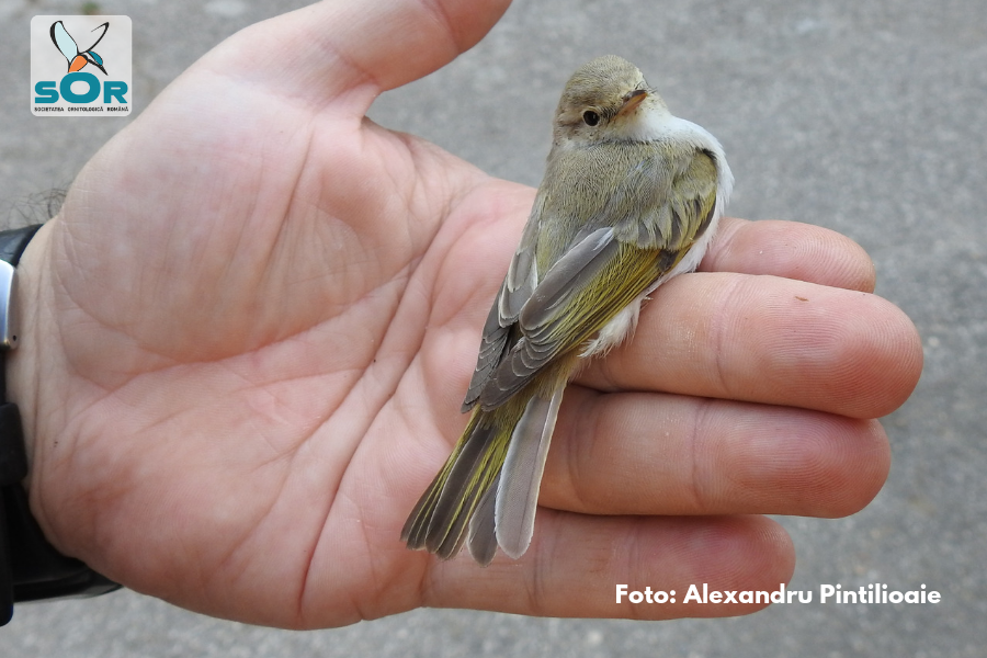 Specie nouă de pitulice în fauna din România, descoperită la Agigea