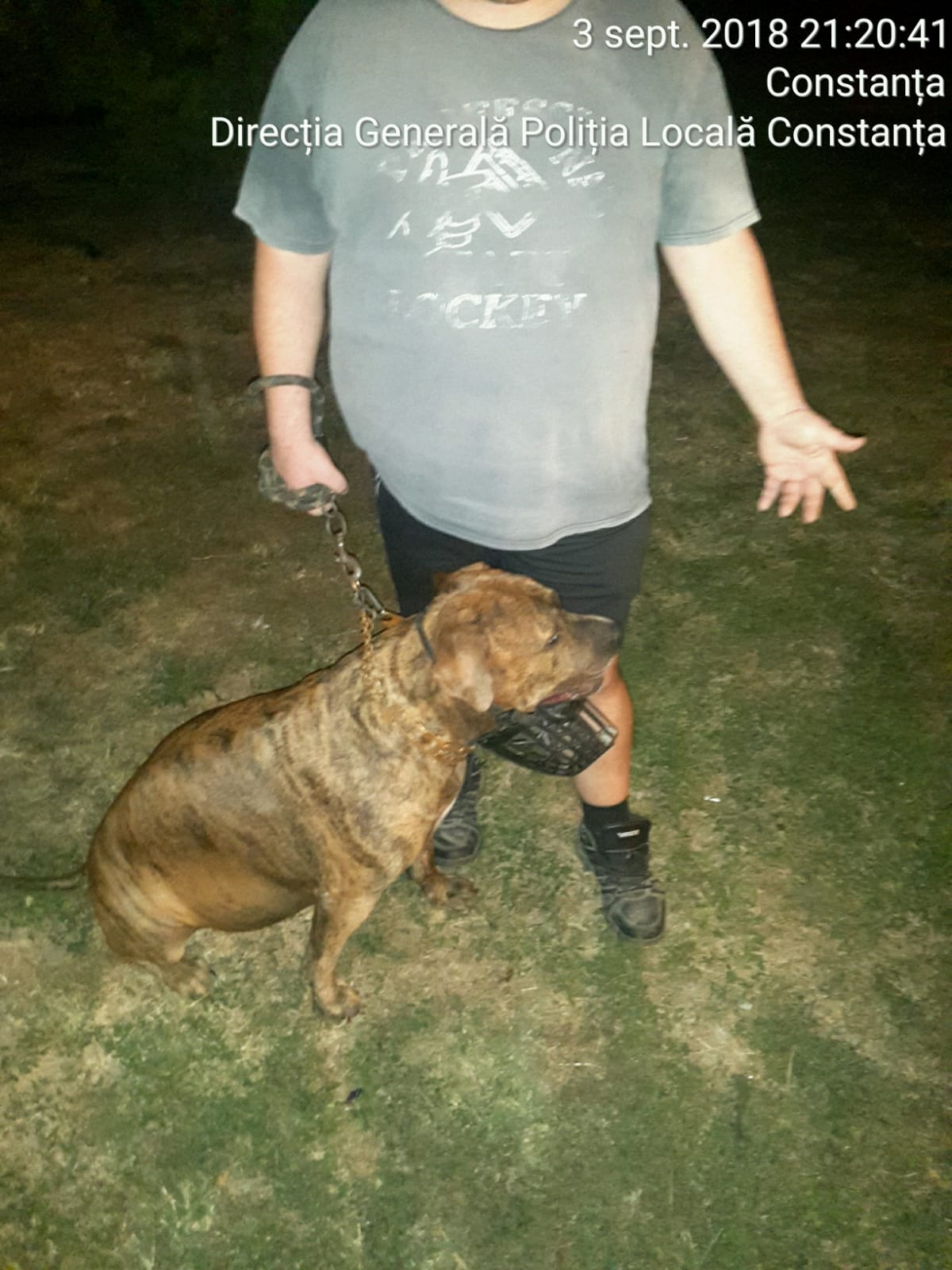 Un constănțean, proprietar de Amstaff, a aflat că botnița atârnată la gâtul câinelui costă 1.500 de lei