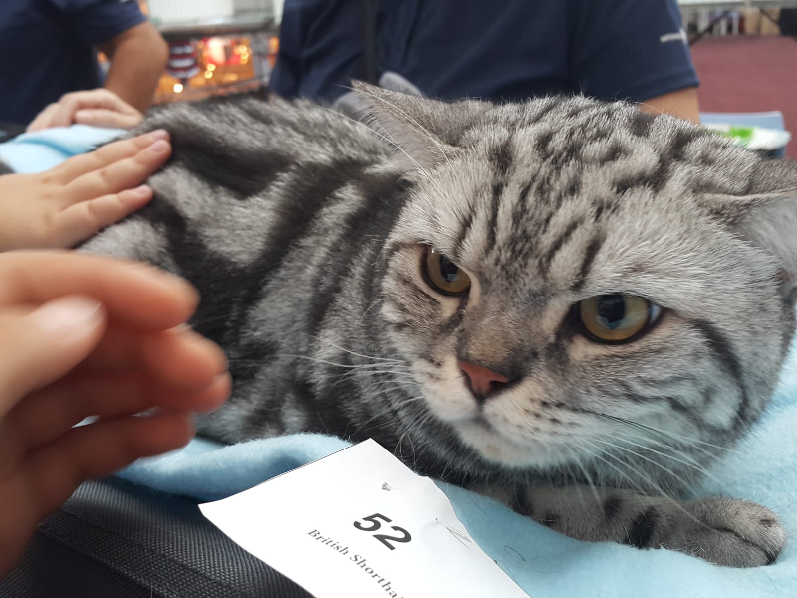 CONSTANȚA/FOTO: Cat Expo Show – pisicile fac spectacol în acest weekend
